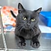 Thumbnail photo of Boo Boo #1