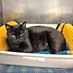 Thumbnail photo of Boo Boo #2