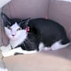 Thumbnail photo of Bella #2