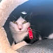 Thumbnail photo of Bella #3