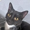 Thumbnail photo of Joey - $25 Bissell Sponsored Adoption Fee! #4