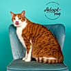 Thumbnail photo of Oscar - $25 Bissell Sponsored Adoption Fee! #2