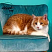 Thumbnail photo of Felix -$25 Bissell Sponsored Adoption Fee! #2
