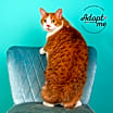 Thumbnail photo of Oscar - $25 Bissell Sponsored Adoption Fee! #3
