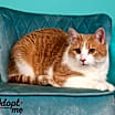 Thumbnail photo of Felix -$25 Bissell Sponsored Adoption Fee! #3