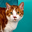 Thumbnail photo of Oscar - $25 Bissell Sponsored Adoption Fee! #4