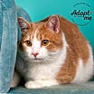 Thumbnail photo of Felix -$25 Bissell Sponsored Adoption Fee! #4