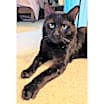 Thumbnail photo of Mutton Jeff #2
