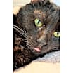 Thumbnail photo of Mutton Jeff #3