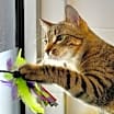 Thumbnail photo of WENDELL #3