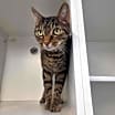 Thumbnail photo of Mishi #1