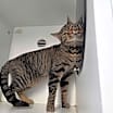 Thumbnail photo of Mishi #2