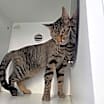 Thumbnail photo of Mishi #3