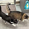 Thumbnail photo of Oscar #4