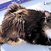 Thumbnail photo of Lemur #2