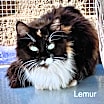 Thumbnail photo of Lemur #3