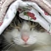 Thumbnail photo of Snow #3
