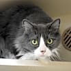 Thumbnail photo of Cooper* #1