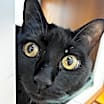 Thumbnail photo of Luna* #3