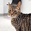 Thumbnail photo of Dasher #4