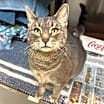 Thumbnail photo of Penelope #1