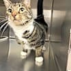 Thumbnail photo of Ralphie #2