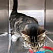 Thumbnail photo of Ralphie #3