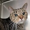 Thumbnail photo of Horatio #1
