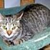 Thumbnail photo of Horatio #2
