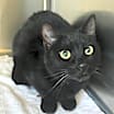 Thumbnail photo of POOKIE #1