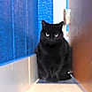Thumbnail photo of POOKIE #3