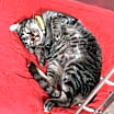 Thumbnail photo of Griffin #1