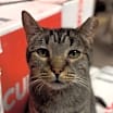 Thumbnail photo of Griffin #2