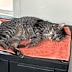 Thumbnail photo of Griffin #3