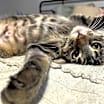 Thumbnail photo of Revina #1