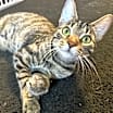 Thumbnail photo of Revina #3