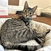 Thumbnail photo of Revina #4