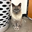 Thumbnail photo of Tofurkey #1