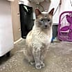 Thumbnail photo of Tofurkey #3