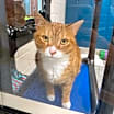 Thumbnail photo of Stripes (& Sushi) #2
