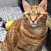 Thumbnail photo of Sushi (& Stripes) #1