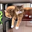 Thumbnail photo of Stripes (& Sushi) #3