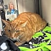 Thumbnail photo of Sushi (& Stripes) #2