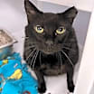 Thumbnail photo of Blakey #1