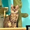 Thumbnail photo of Diva #2
