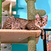 Thumbnail photo of Diva #3