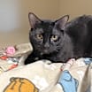 Thumbnail photo of Randall #1