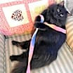 Thumbnail photo of Raven #1