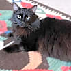 Thumbnail photo of Raven #2