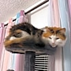 Thumbnail photo of Purrky #1